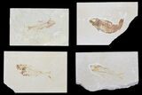 Lot: Bargain Green River Fossil Fish - Pieces #81222-2